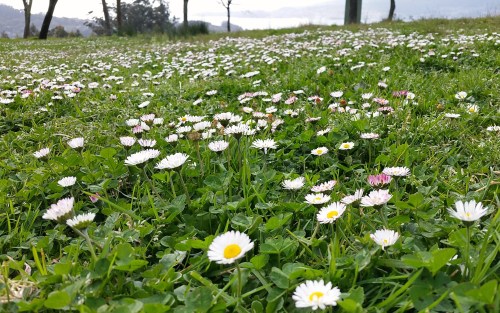 Arboreda do Monte Pituco