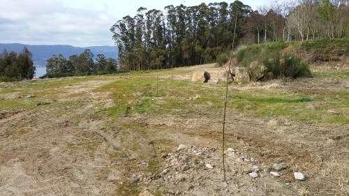 Plantación no recheo situado a carón da arboreda do Pituco.