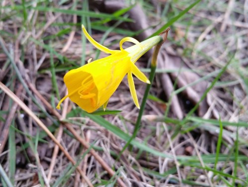 Narcissus bulbocodium
