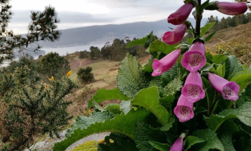 Estalotes, no Alto do Pornedo.