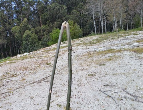 Árbores tronzadas no recheo a carón da arboreda do Pituco.
