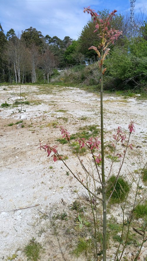 Roble americano é a especie plantada neste recheo.