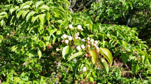 Pereira brava, en flor.