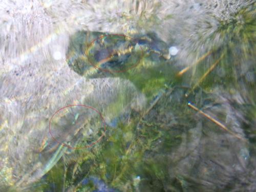 Tritóns na Fonte de Sete Camiños.