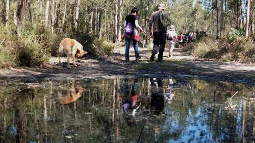 Imaxe de Xemelghost Nero.