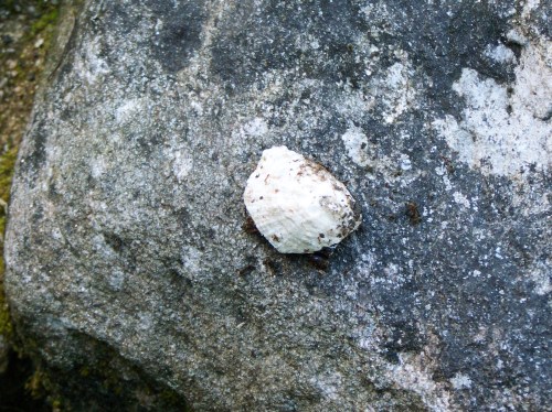 Visita ao Castro da Subidá con Ronsel.