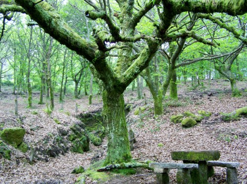 Roteiro polo Monte Gagán.