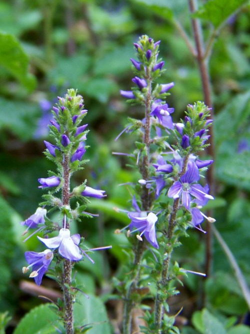 Roteiro polo Monte Gagán.