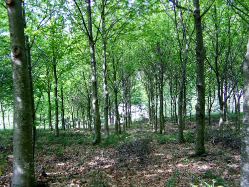 Roteiro polo Monte Gagán.