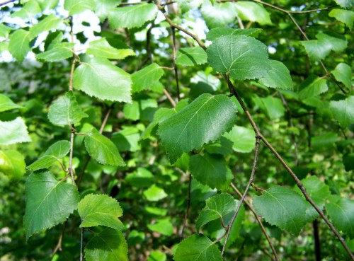 Roteiro polo Monte Gagán.