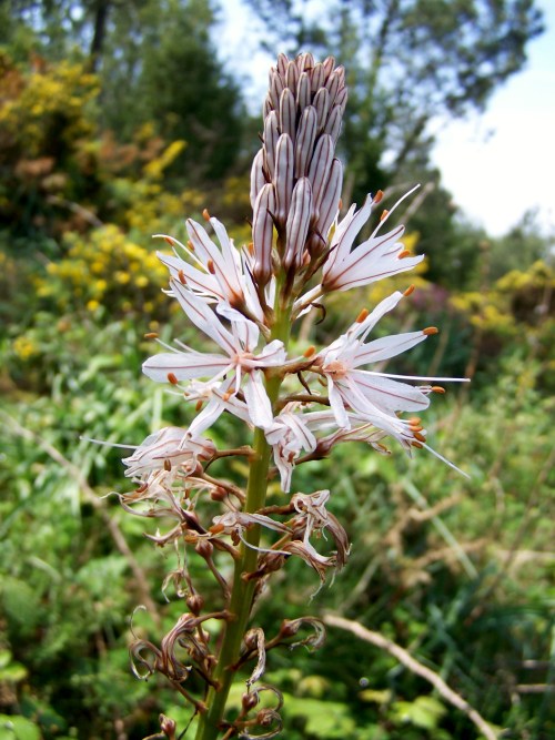 Roteiro polo Monte Gagán.