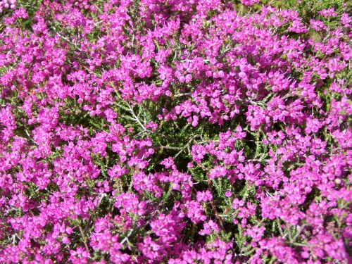 Roteiro polo Monte Gagán.