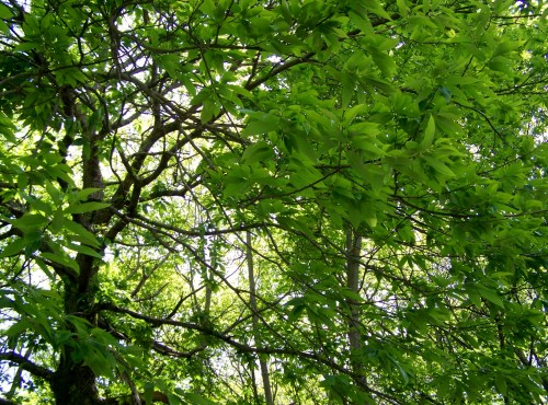 Roteiro polo Monte Gagán.