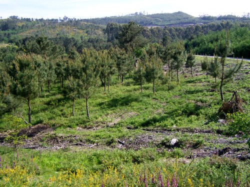 Traballo de recuperación do monte veciñal na Comunidade de Salcedo.