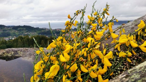 Maio no Monte Pituco.