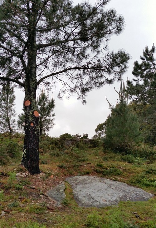 Pendentes da sinalización do conxunto rupestre do Pornedo.