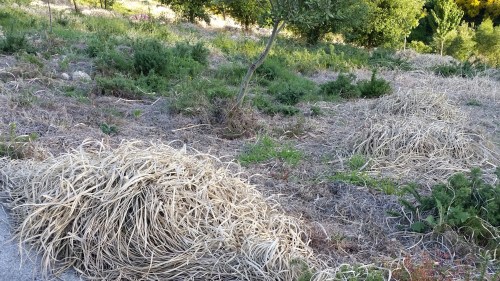 Herba da Pampa tratada con glifosato.