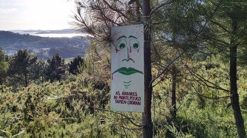 AS ÁRBORES do MONTE PITUCO tamén choran!