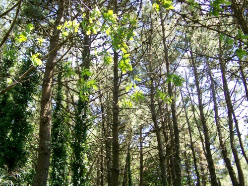 Roteiro pola Serra da Madalena.