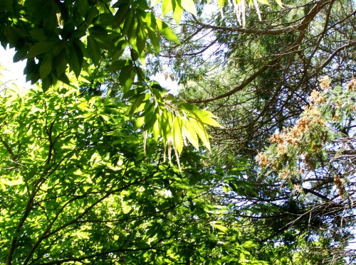 Roteiro pola Serra da Madalena.