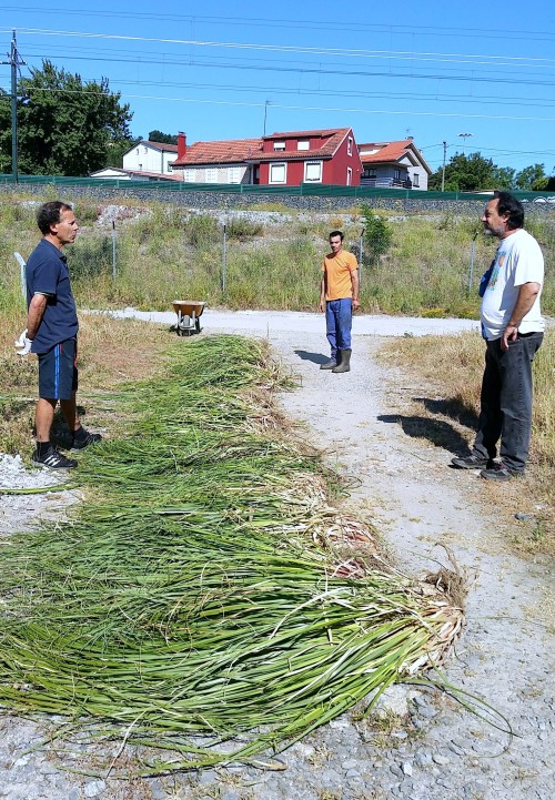 Xornada de erradicación da herba da Pampa, con Vaipolorío.