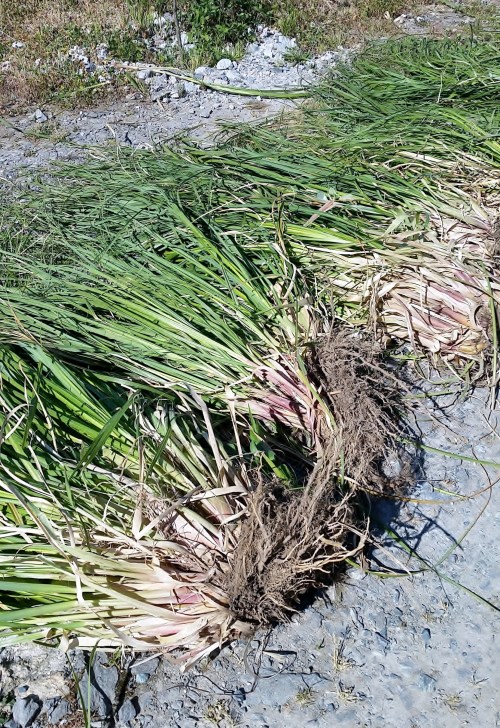 Xornada de erradicación da herba da Pampa, con Vaipolorío.