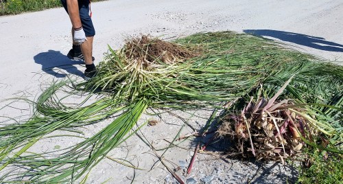 Xornada de erradicación da herba da Pampa, con Vaipolorío.