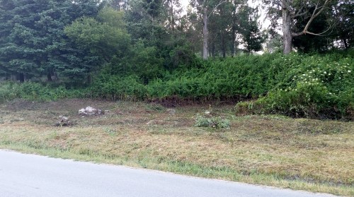 Desbroce enfronte da arboreda do Pituco.