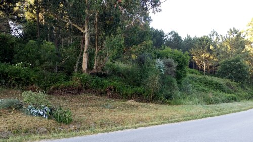 Desbroce enfronte da arboreda do Pituco.