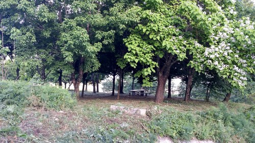 Desbroce da arboreda do Pituco.