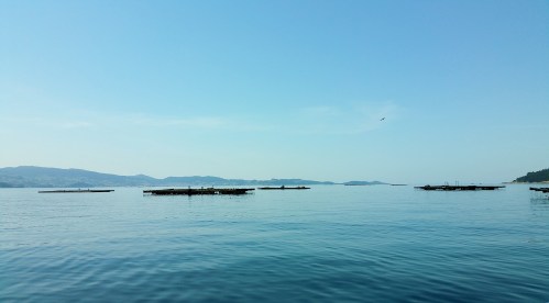 Navegando pola ría de Pontevedra.