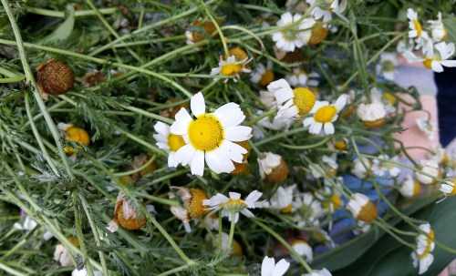 Macela (manzanilla).