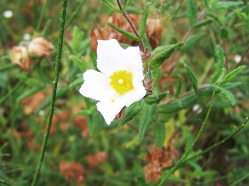 Flora dos montes de Hío.