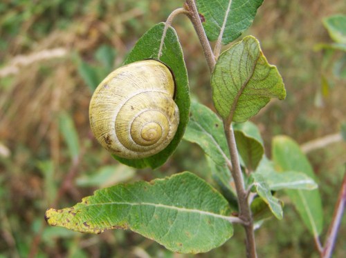 Fauna do Monte do Facho.