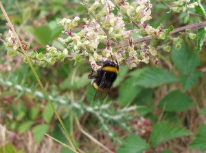 Abellón (Bombus terrestris)