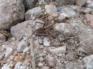 Araña (Alopecosa sp)