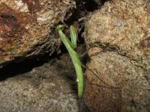 Barbantesa (Mantis religiosa)