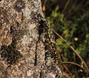 Candil curvado (Onychogomphus uncatus)