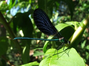 Gaiteiro azul (Calopteryx virgo) macho