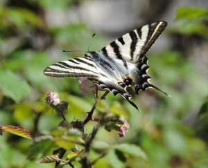Iphiclides podalirius
