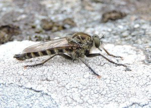 Mosca (Asilidae)