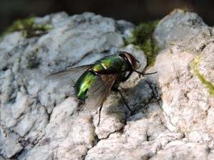 Mosca (Calliphoridae)