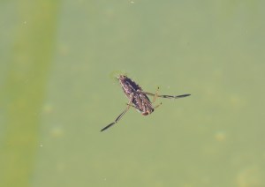 Notonecta glauca