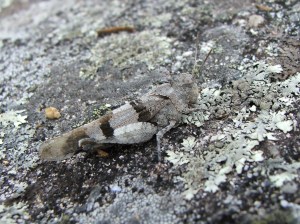 Saltón (Oedipoda caerulescens)