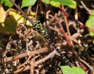 Tizón de Bolton (cordulegaster boltonii)