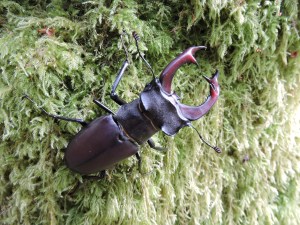 Vacaloura (Lucanus cervus) macho