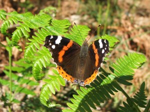 Vanessa atalanta
