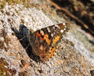 Vanessa cardui