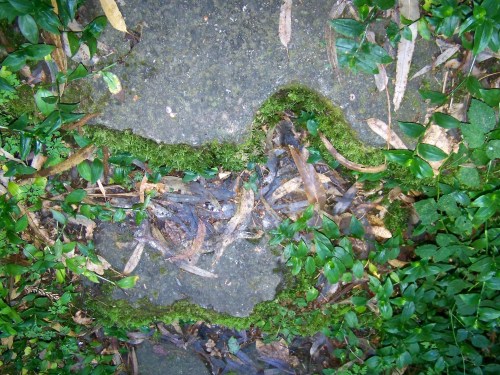 Ruta dos Frades (río Bispo), Bueu, xullo 2015