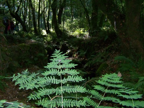 Ruta dos Frades (río Bispo), Bueu, xullo 2015